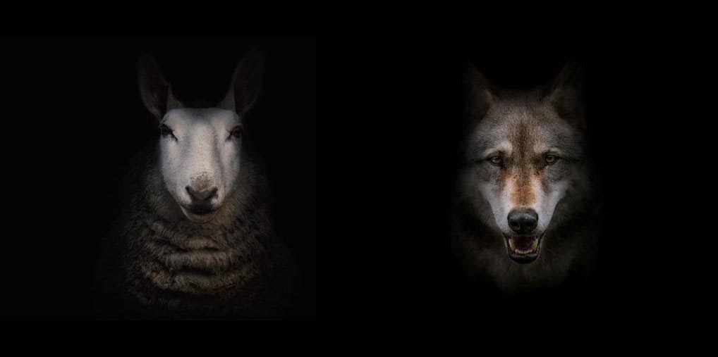 wolf lamb