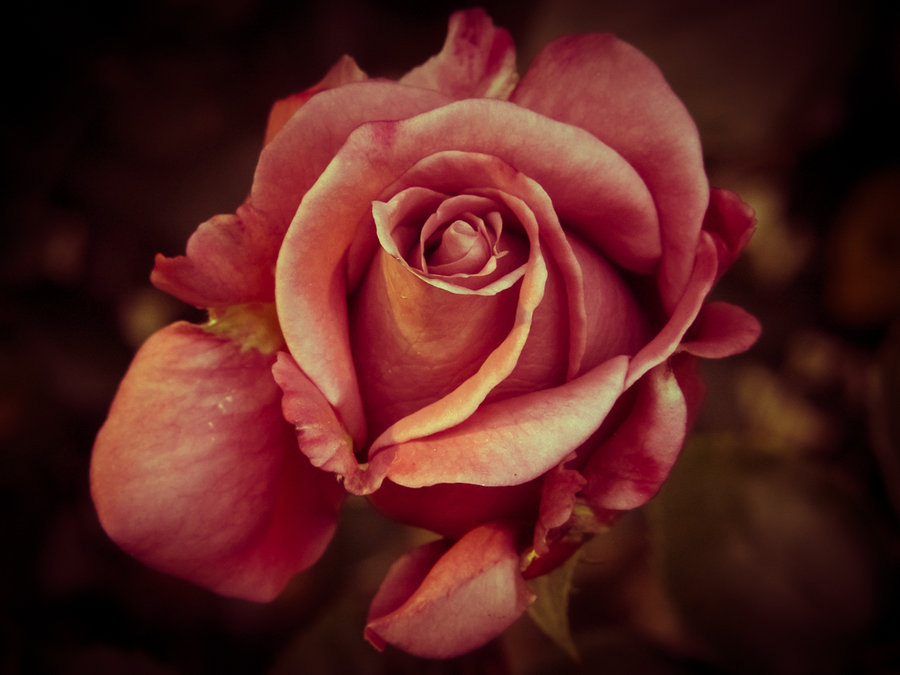 ancient rose by sixthcrusifix-d3ekbwt