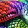 Rainbow Serpent Walkers