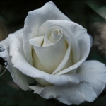 Nine Petals of the White Rose